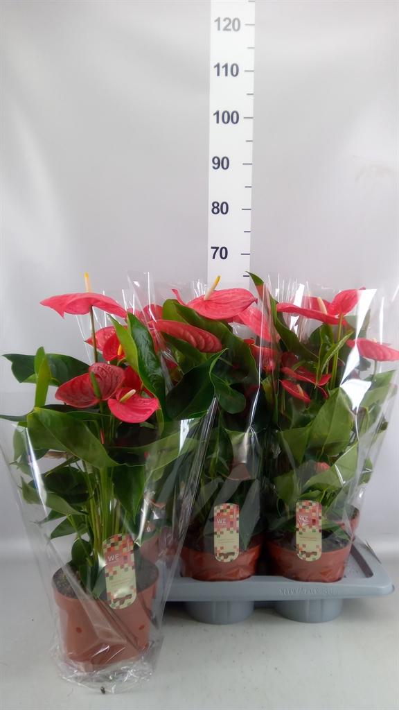 Горшечные цветы и растения оптом Anthurium Andr. california от 6шт из Голландии с доставкой по России