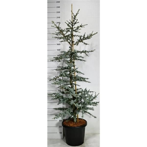 Горшечные цветы и растения оптом Cedrus Libani Horstmann от 1шт из Голландии с доставкой по России