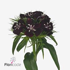 Срезанные цветы оптом Dianthus br sweet will black cherry от 50шт из Голландии с доставкой по России