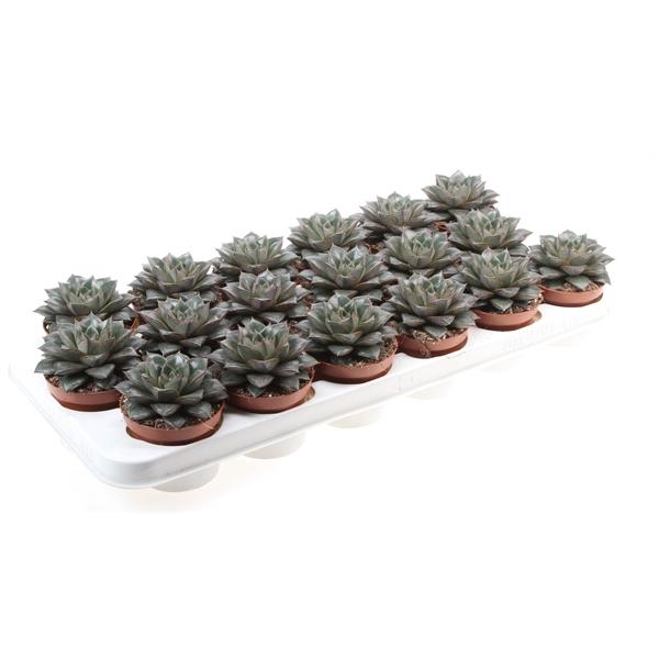 Горшечные цветы и растения оптом Echeveria Purpusorum от 18шт (для телеги) из Голландии с доставкой по России
