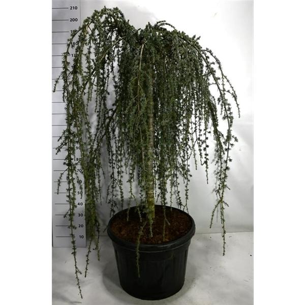 Горшечные цветы и растения оптом Cedrus Atl Glauca Pendula от 1шт из Голландии с доставкой по России