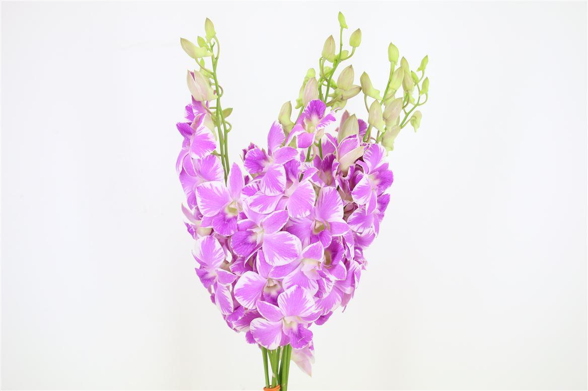 Срезанные цветы оптом Dendrobium natascha pink от 40шт из Голландии с доставкой по России