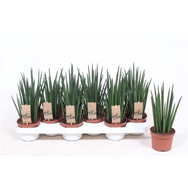 Горшечные цветы и растения оптом Sansevieria Mikado от 12шт из Голландии с доставкой по России