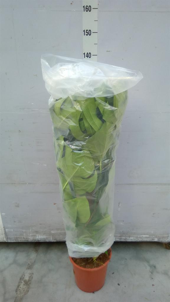 Горшечные цветы и растения оптом Monstera Delic. от 1шт из Голландии с доставкой по России