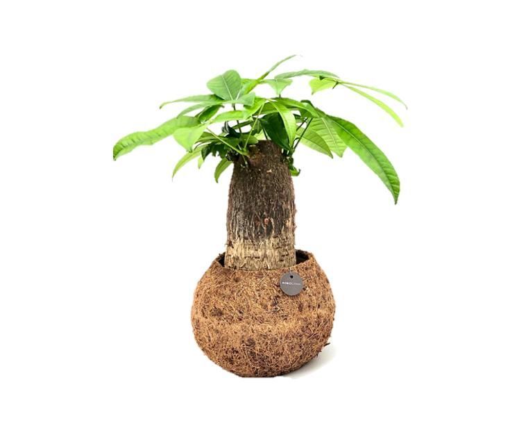 Горшечные цветы и растения оптом Pachira Aquatica от 3шт из Голландии с доставкой по России