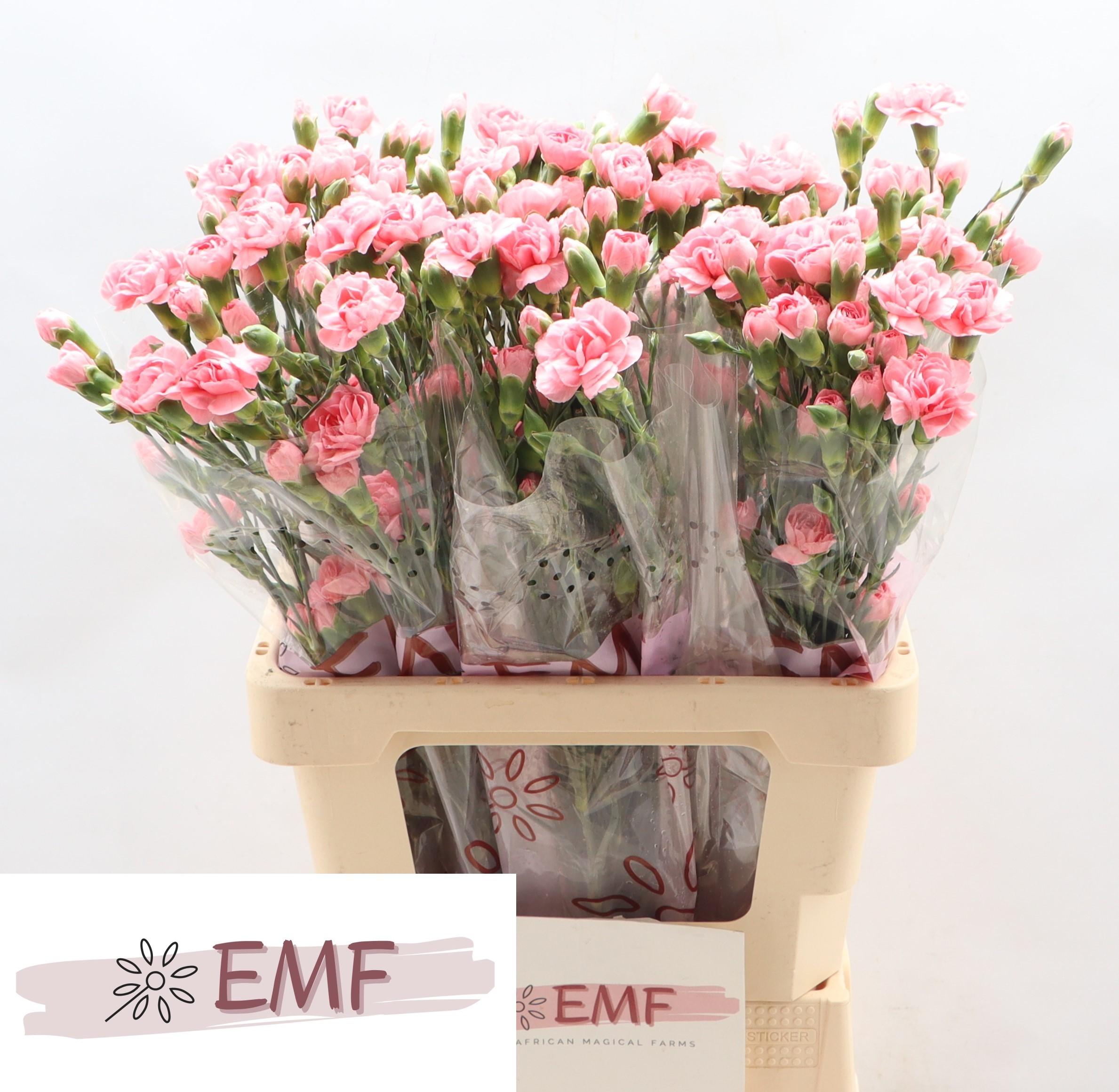 Срезанные цветы оптом Dianthus sp bubble gum от 60шт из Голландии с доставкой по России