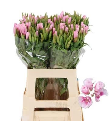 Срезанные цветы оптом Clarkia pink от 100шт из Голландии с доставкой по России