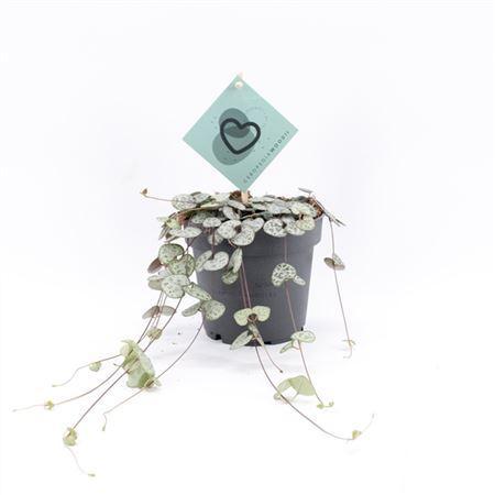 Горшечные цветы и растения оптом Ceropegia Woodii от 6шт из Голландии с доставкой по России