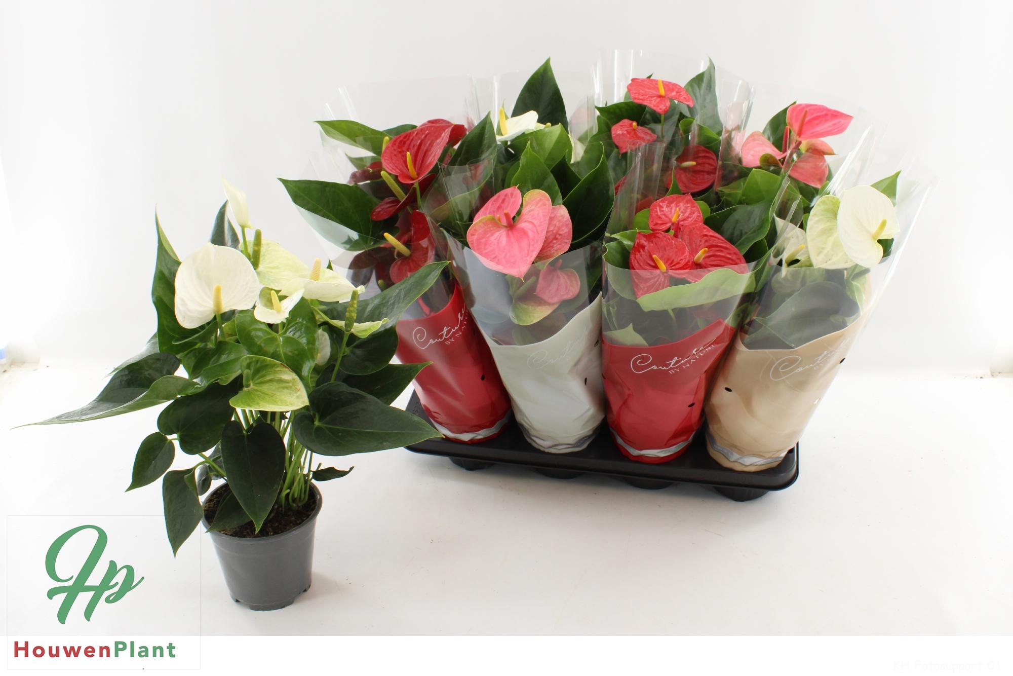 Горшечные цветы и растения оптом Anthu An Gem 4 Kl от 8шт из Голландии с доставкой по России