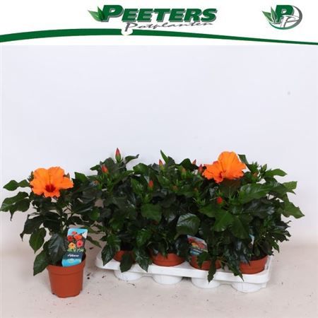 Горшечные цветы и растения оптом Hibis Sunny Lucca 3 Branche от 8шт из Голландии с доставкой по России