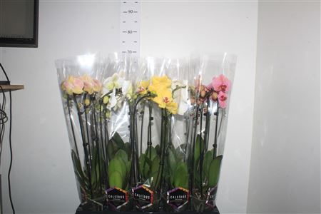 Горшечные цветы и растения оптом Phal El Cascade 2 Branches 16+ от 10шт из Голландии с доставкой по России