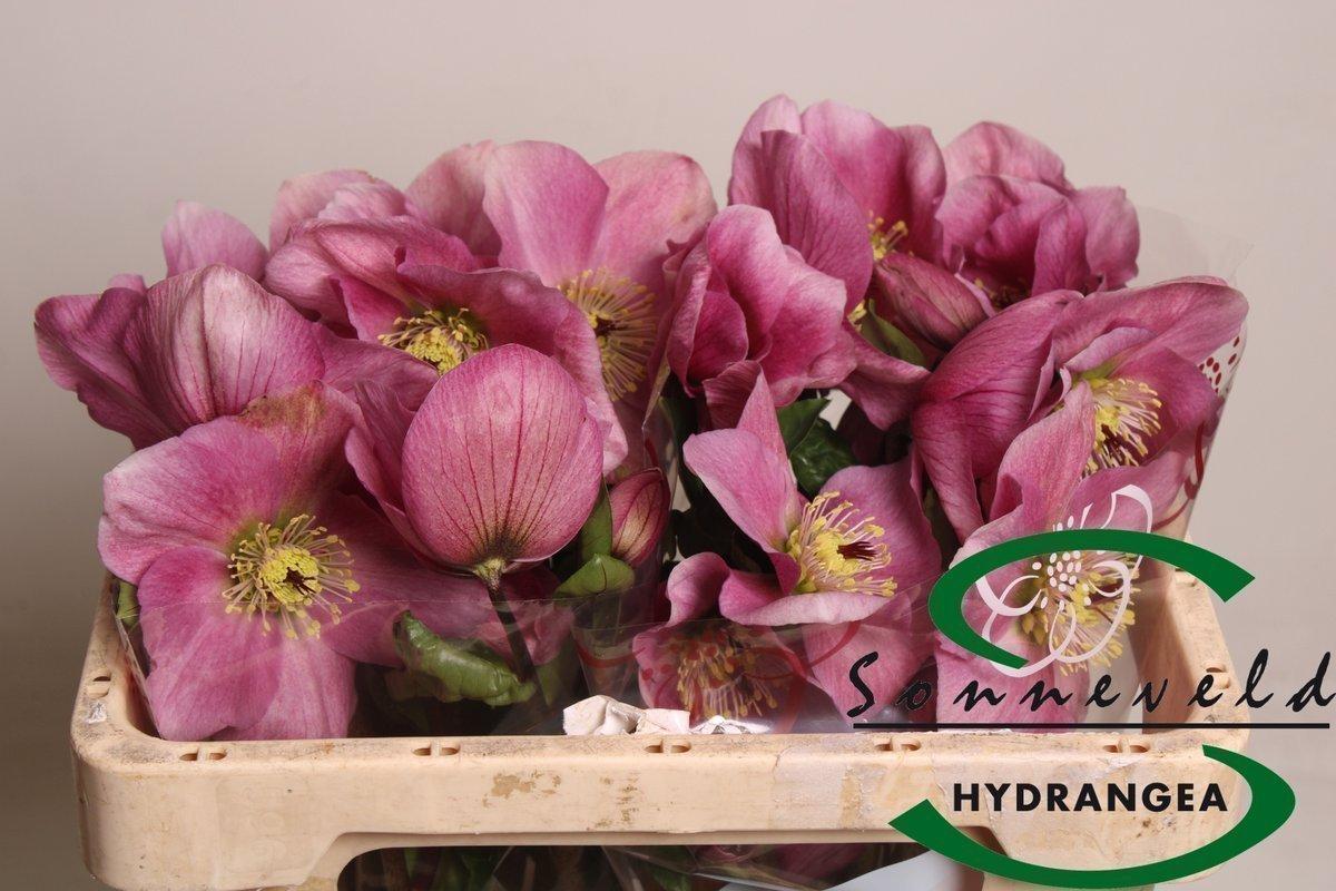 Срезанные цветы оптом Helleborus bella pink от 20шт из Голландии с доставкой по России