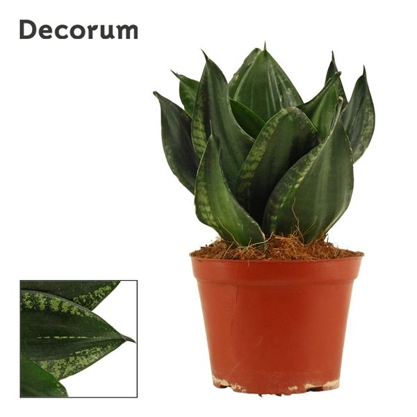 Горшечные цветы и растения оптом Sansevieria Hahnii Silver Flame (decorum) от 10шт из Голландии с доставкой по России