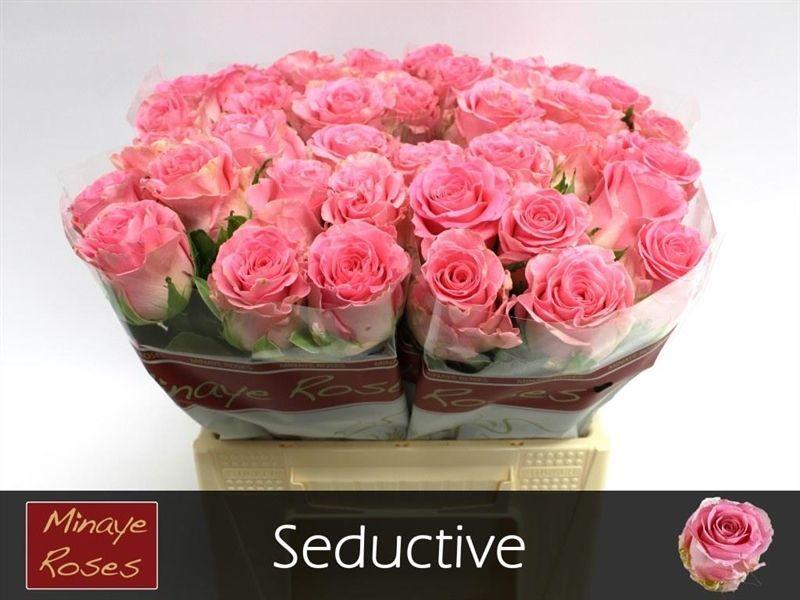Срезанные цветы оптом Rosa large seductive от 40шт из Голландии с доставкой по России