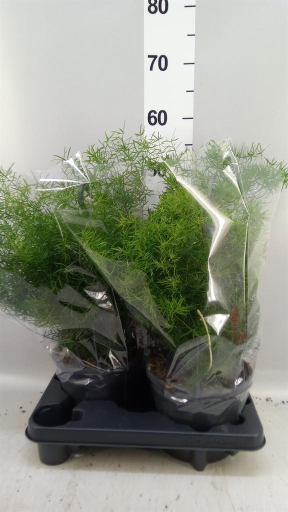 Горшечные цветы и растения оптом Asparagus Dens. sprengeri от 2шт из Голландии с доставкой по России