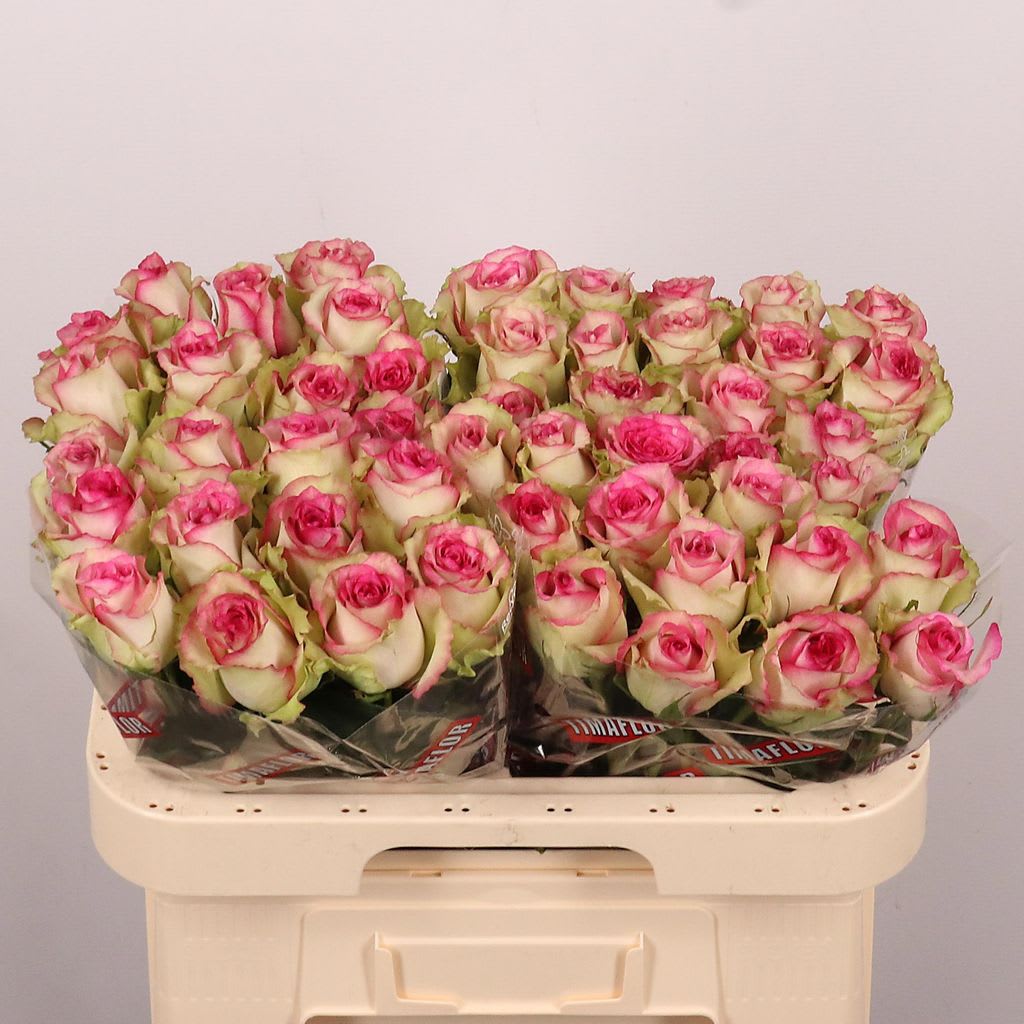 Срезанные цветы оптом Rosa large monique от 50шт из Голландии с доставкой по России