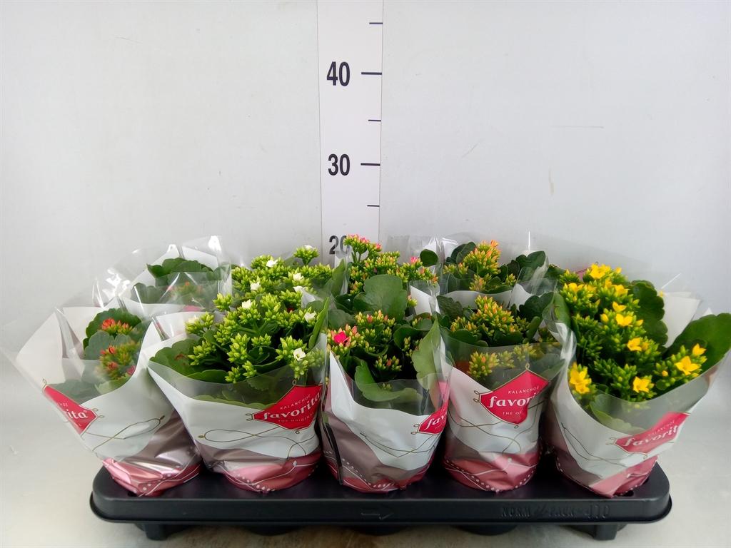 Горшечные цветы и растения оптом Kalanchoe Blos.   ..mix 6 от 10шт из Голландии с доставкой по России