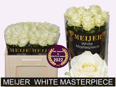 Срезанные цветы оптом Rosa large avalanche+ Meijer White Masterpiece от 50шт. из Голландии с доставкой по России