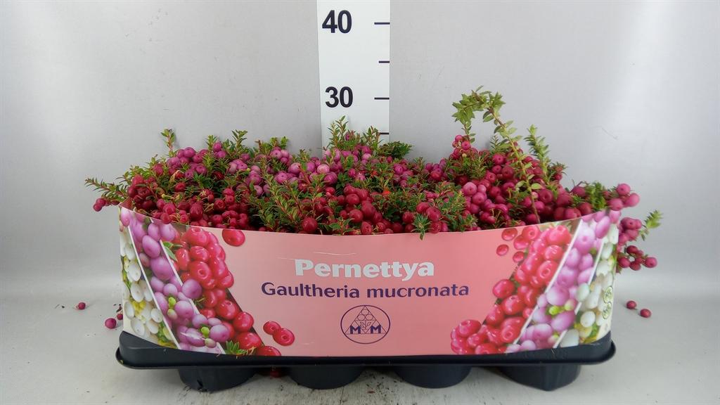 Горшечные цветы и растения оптом Gaultheria Mucronata A от 8шт из Голландии с доставкой по России