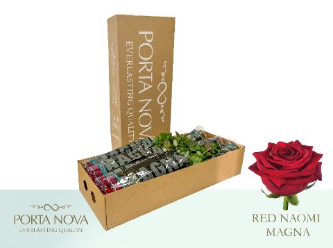 Срезанные цветы оптом Rosa la red naomi! Magna Porta Nova от 60шт. из Голландии с доставкой по России