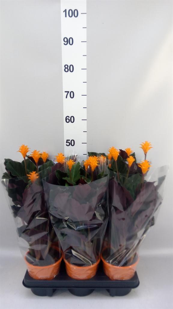 Горшечные цветы и растения оптом Calathea Crocata tassmania от 6шт из Голландии с доставкой по России