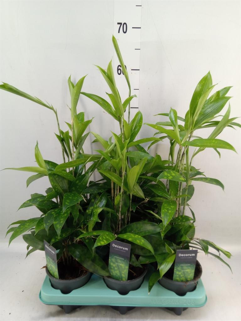 Горшечные цветы и растения оптом Dracaena Surculosa от 6шт из Голландии с доставкой по России