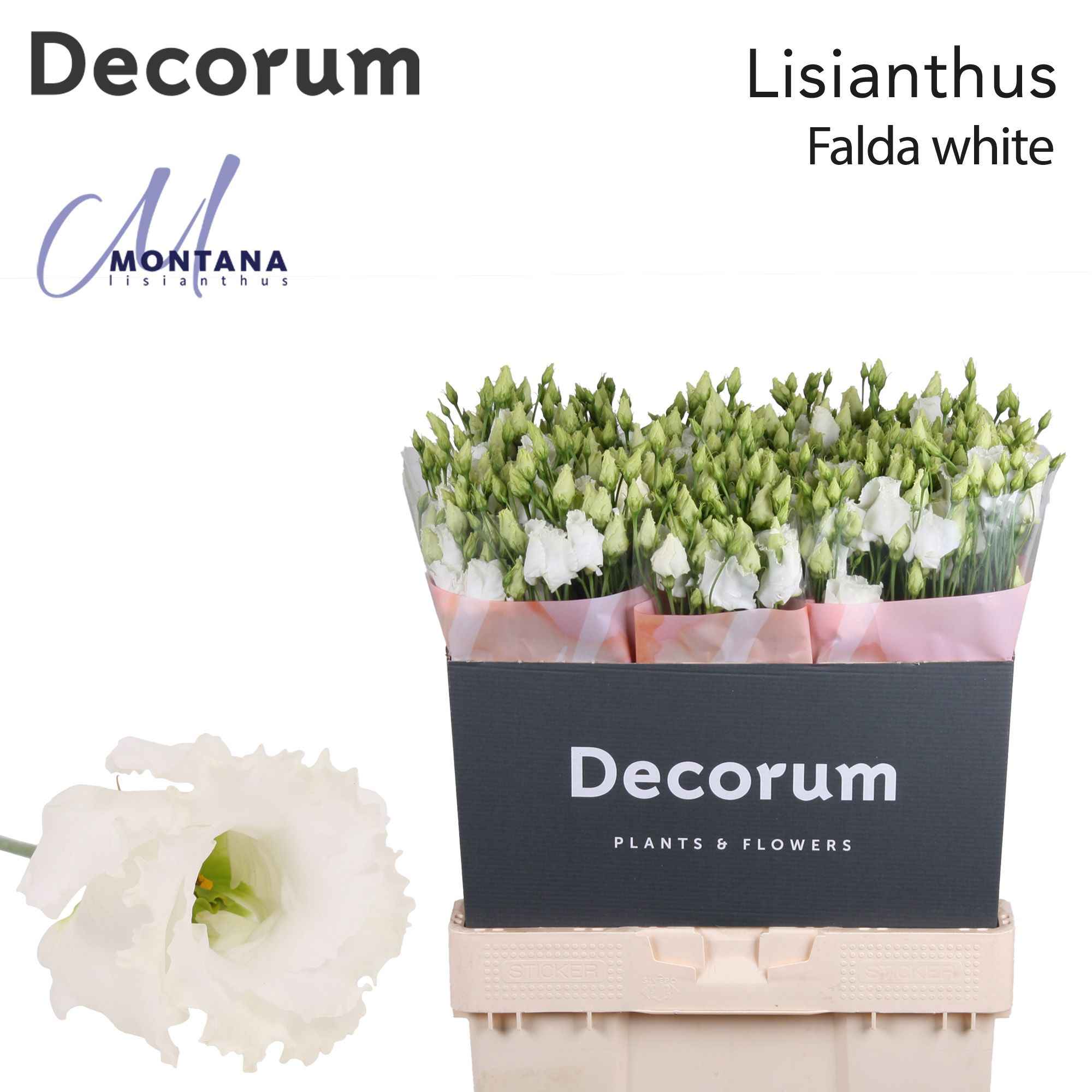 Срезанные цветы оптом Lisianthus si falda white от 60шт из Голландии с доставкой по России