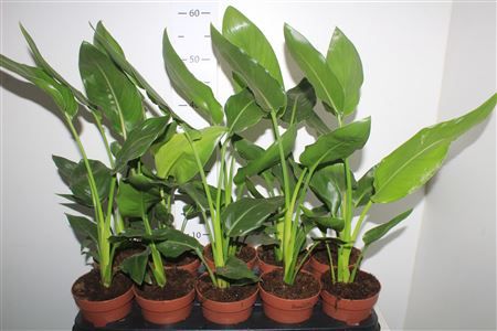 Горшечные цветы и растения оптом Strelitzia Reginae от 10шт из Голландии с доставкой по России