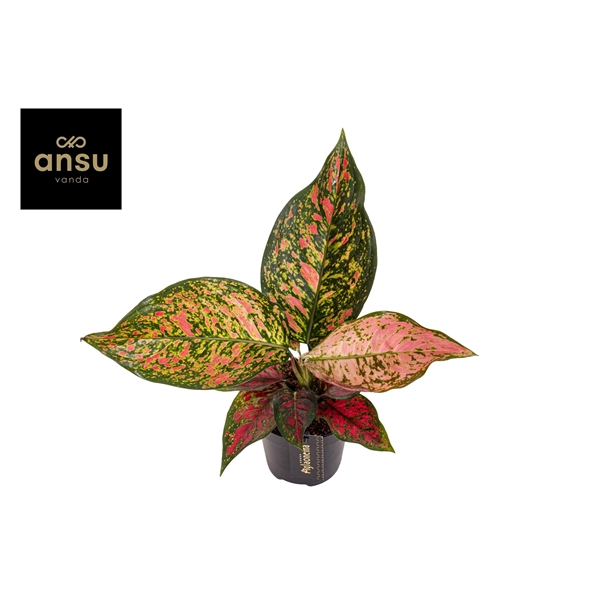 Горшечные цветы и растения оптом Aglaonema Coral Red от 6шт из Голландии с доставкой по России