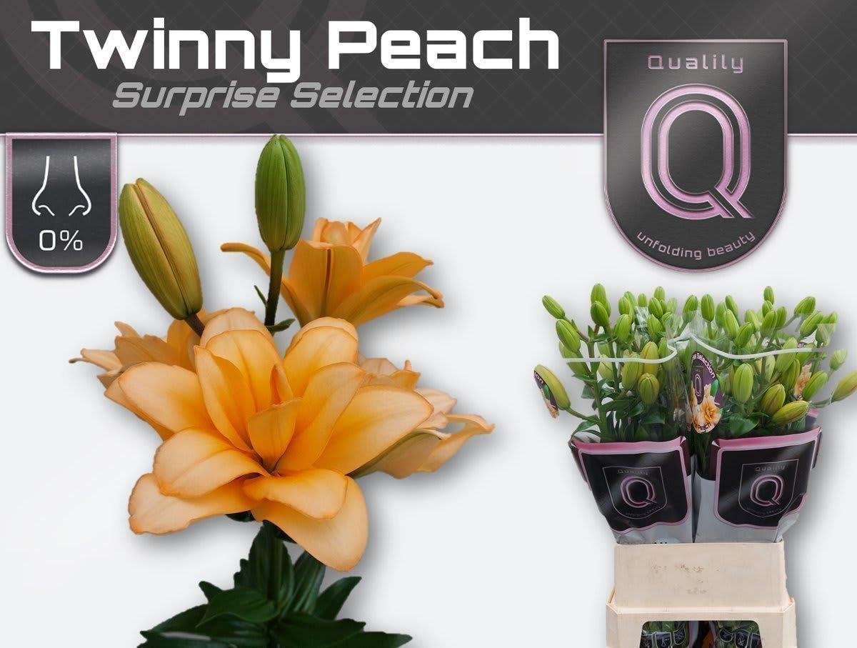 Срезанные цветы оптом Lilium la twinny peach от 20шт из Голландии с доставкой по России