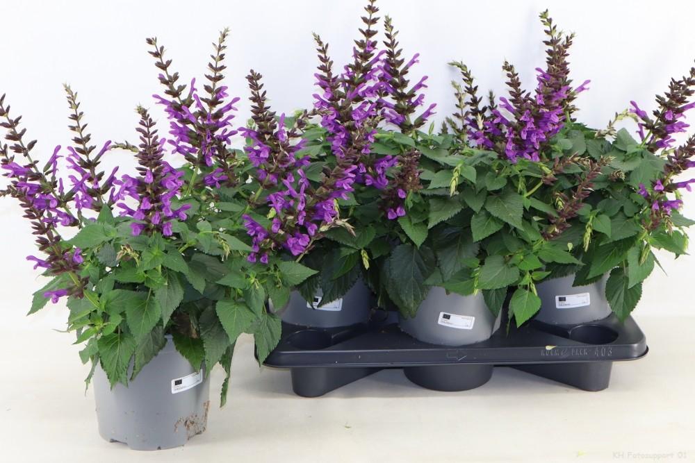 Горшечные цветы и растения оптом Salvia Paars от 3шт из Голландии с доставкой по России