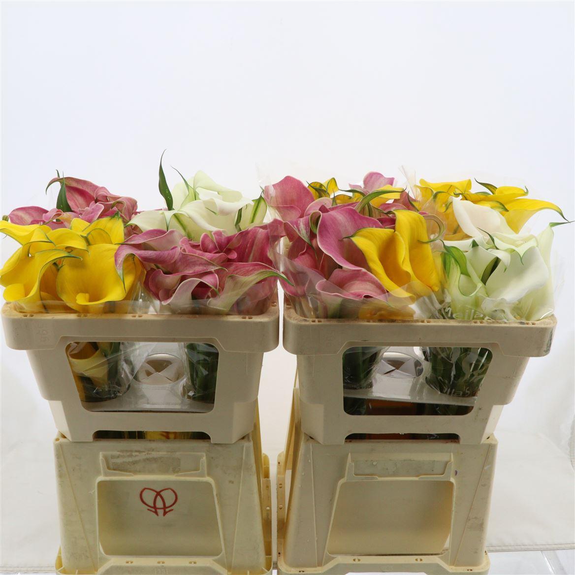 Срезанные цветы оптом Zantedeschia mix double от 40шт из Голландии с доставкой по России Срезанные цветы оптом Zantedeschia mix double от 40шт из Голландии с доставкой по России