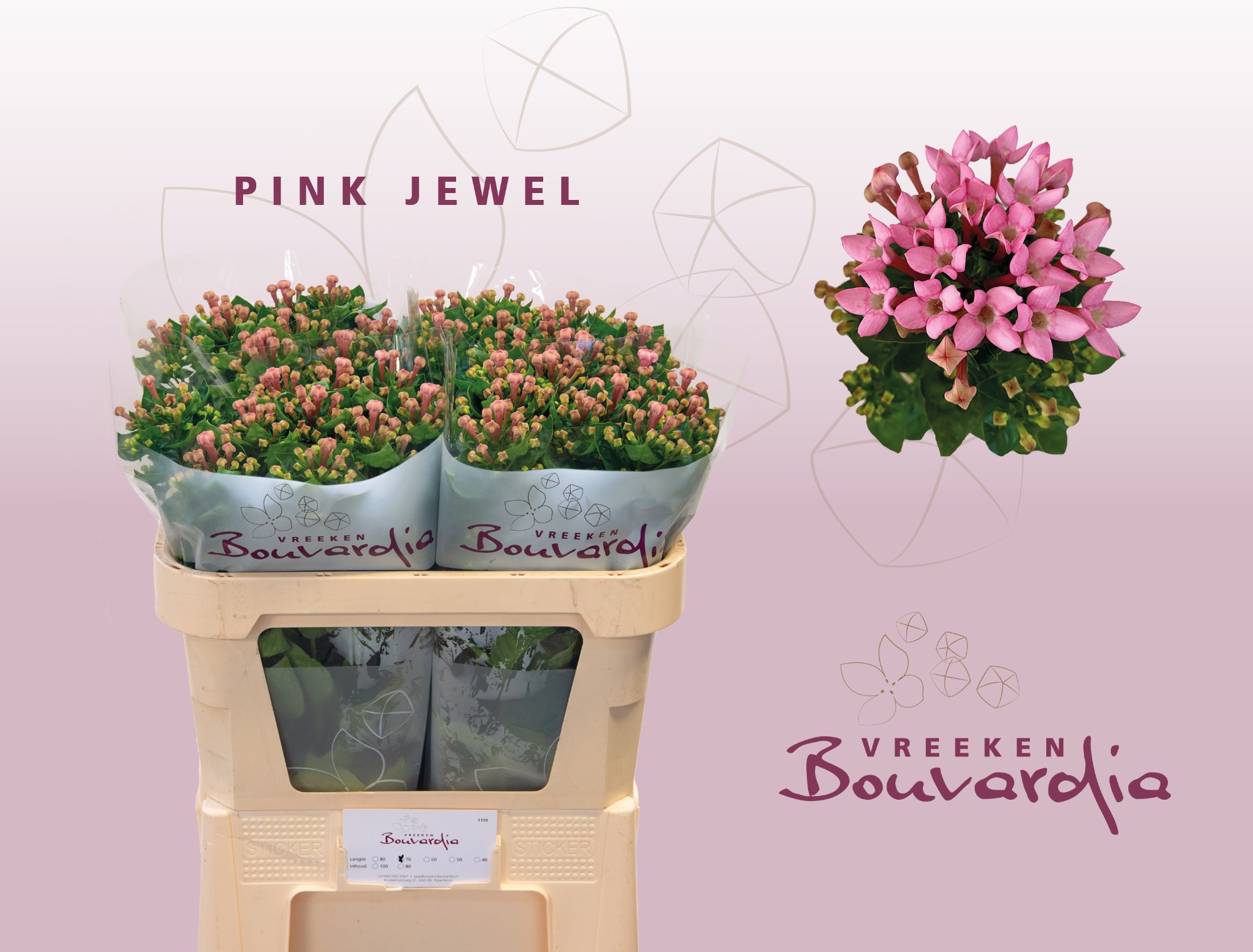 Срезанные цветы оптом Bouvardia si pink jewel от 50шт из Голландии с доставкой по России