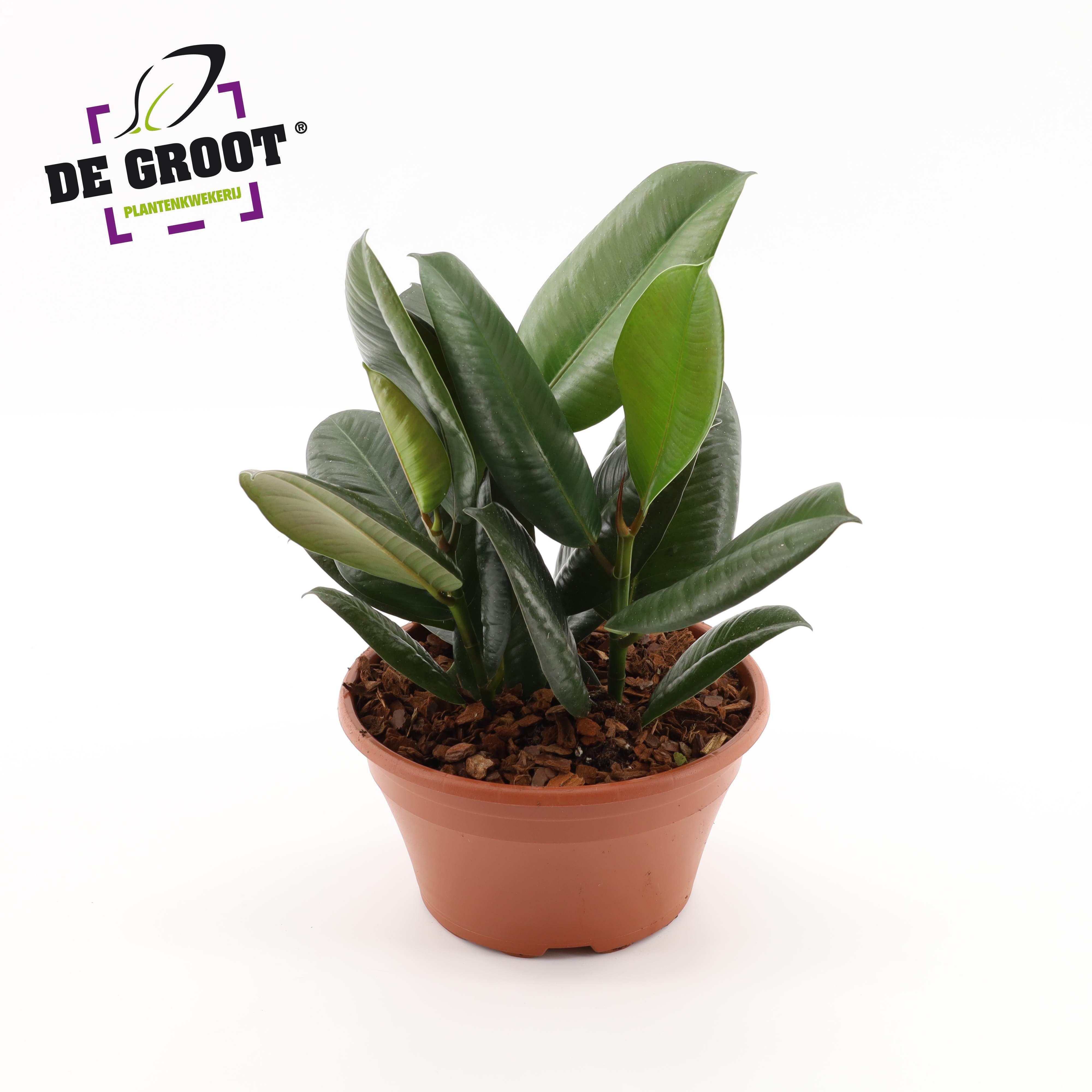 Горшечные цветы и растения оптом Ficus El Robusta Bowl от 2шт из Голландии с доставкой по России