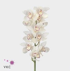 Срезанные цветы оптом Cymbidium white snowbird от 2шт из Голландии с доставкой по России