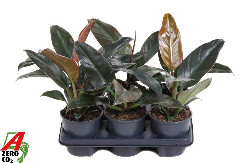 Горшечные цветы и растения оптом Philodendron Imperial Red от 6шт из Голландии с доставкой по России