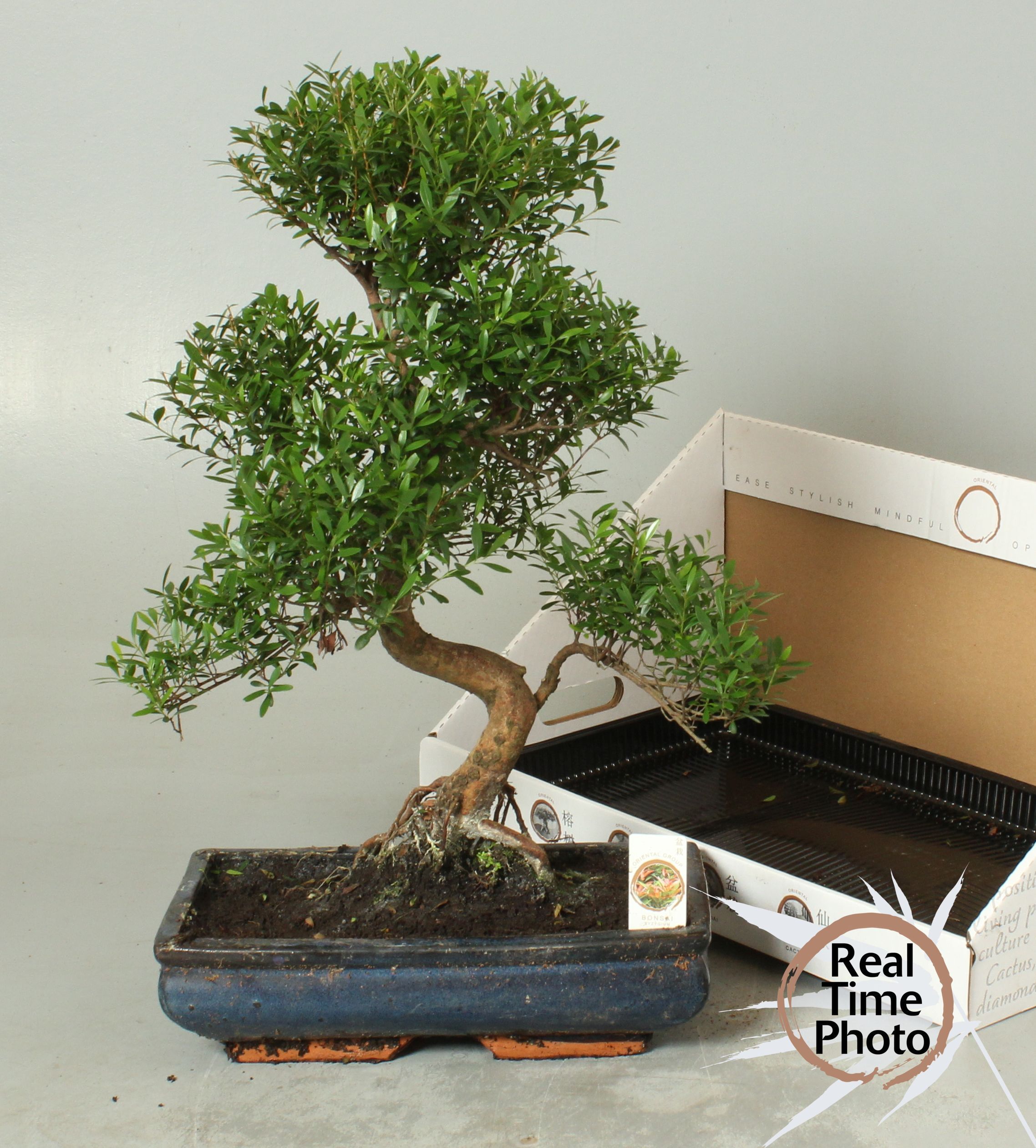 Горшечные цветы и растения оптом Bonsai Gem от 1шт из Голландии с доставкой по России