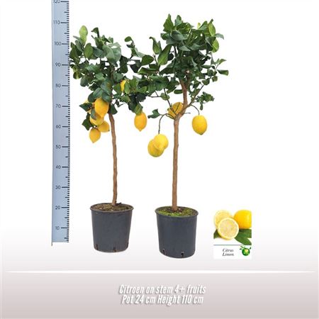 Горшечные цветы и растения оптом Citrus Lemon On Stem от 1шт (для телеги) из Голландии с доставкой по России