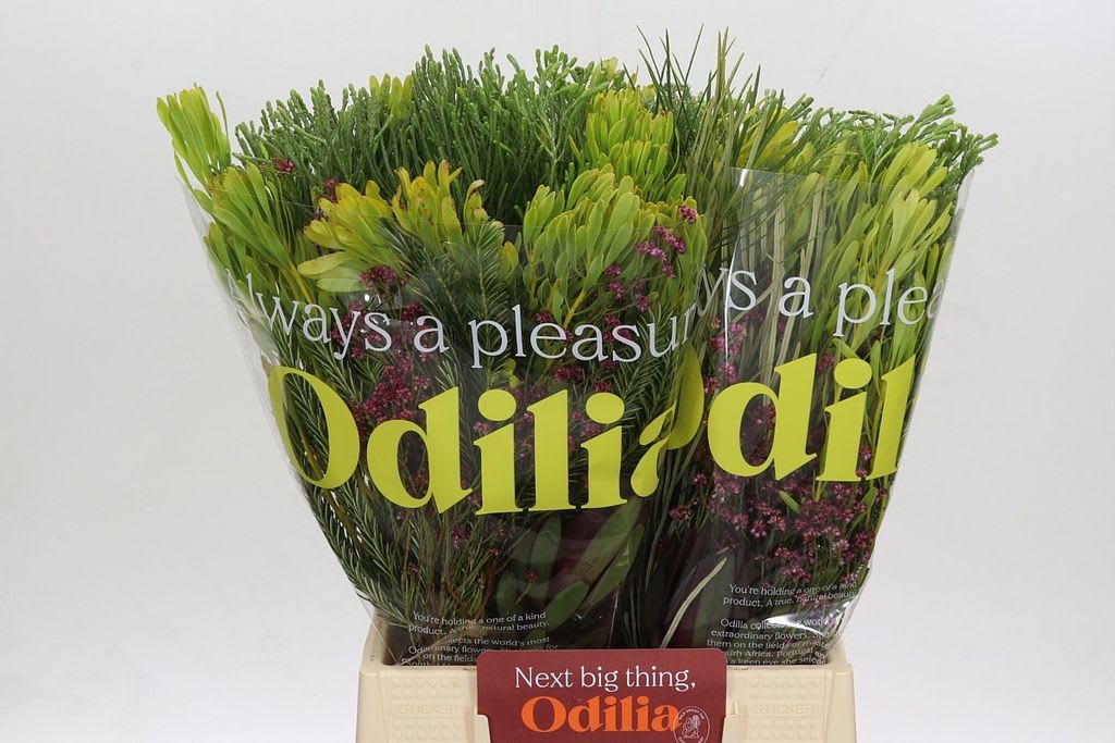 Срезанные цветы оптом Exoten safari bq от 4шт из Голландии с доставкой по России