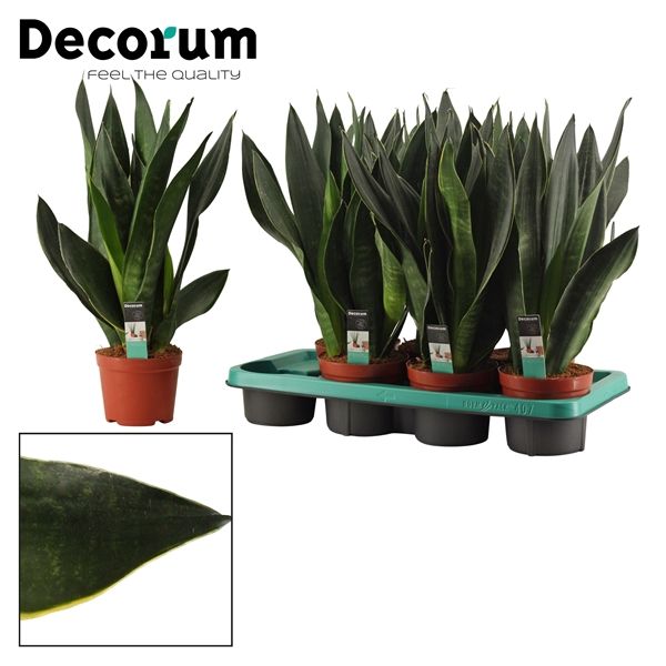 Горшечные цветы и растения оптом Sansevieria Black Diamond (decorum) от 7шт из Голландии с доставкой по России