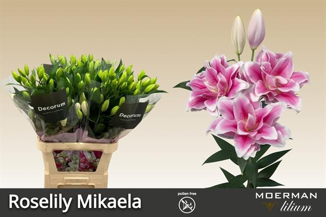 Срезанные цветы оптом Lilium or dbl roselily mikaela от 40шт из Голландии с доставкой по России