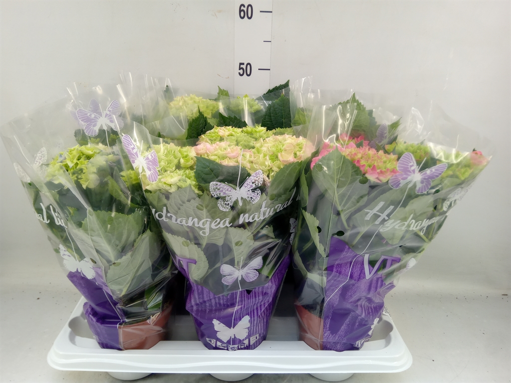 Горшечные цветы и растения оптом Hydrangea Mac.   ...mix от 6шт из Голландии с доставкой по России