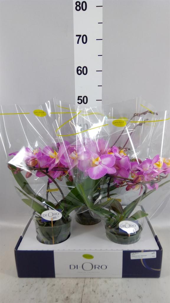 Горшечные цветы и растения оптом Phalaenopsis ...rose от 3шт из Голландии с доставкой по России