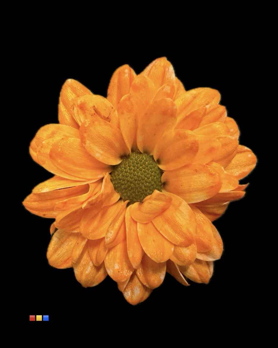 Срезанные цветы оптом Chrys sa paint bouncer orange от 75шт из Голландии с доставкой по России