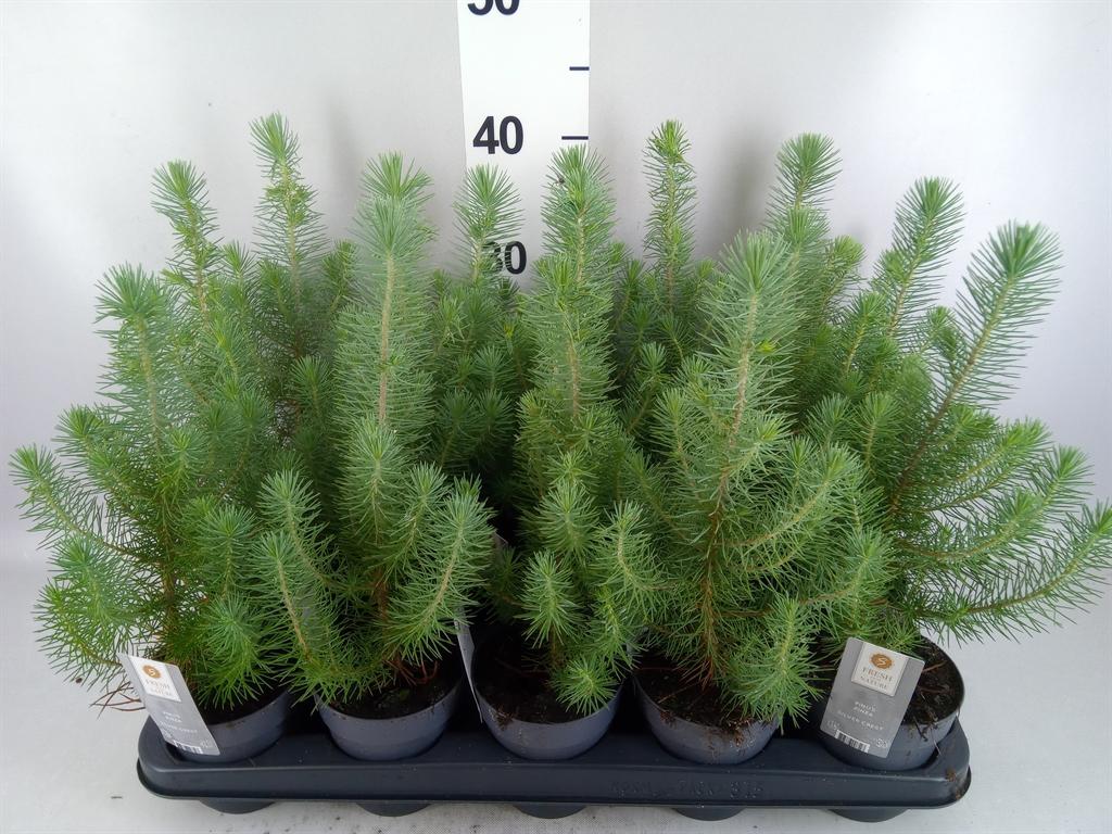 Горшечные цветы и растения оптом Pinus Pinea silver Crest от 15шт из Голландии с доставкой по России