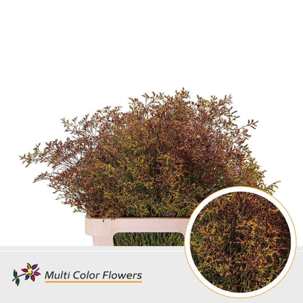 Срезанные цветы оптом Limonium beltlaard paint mix autumn от 25шт из Голландии с доставкой по России