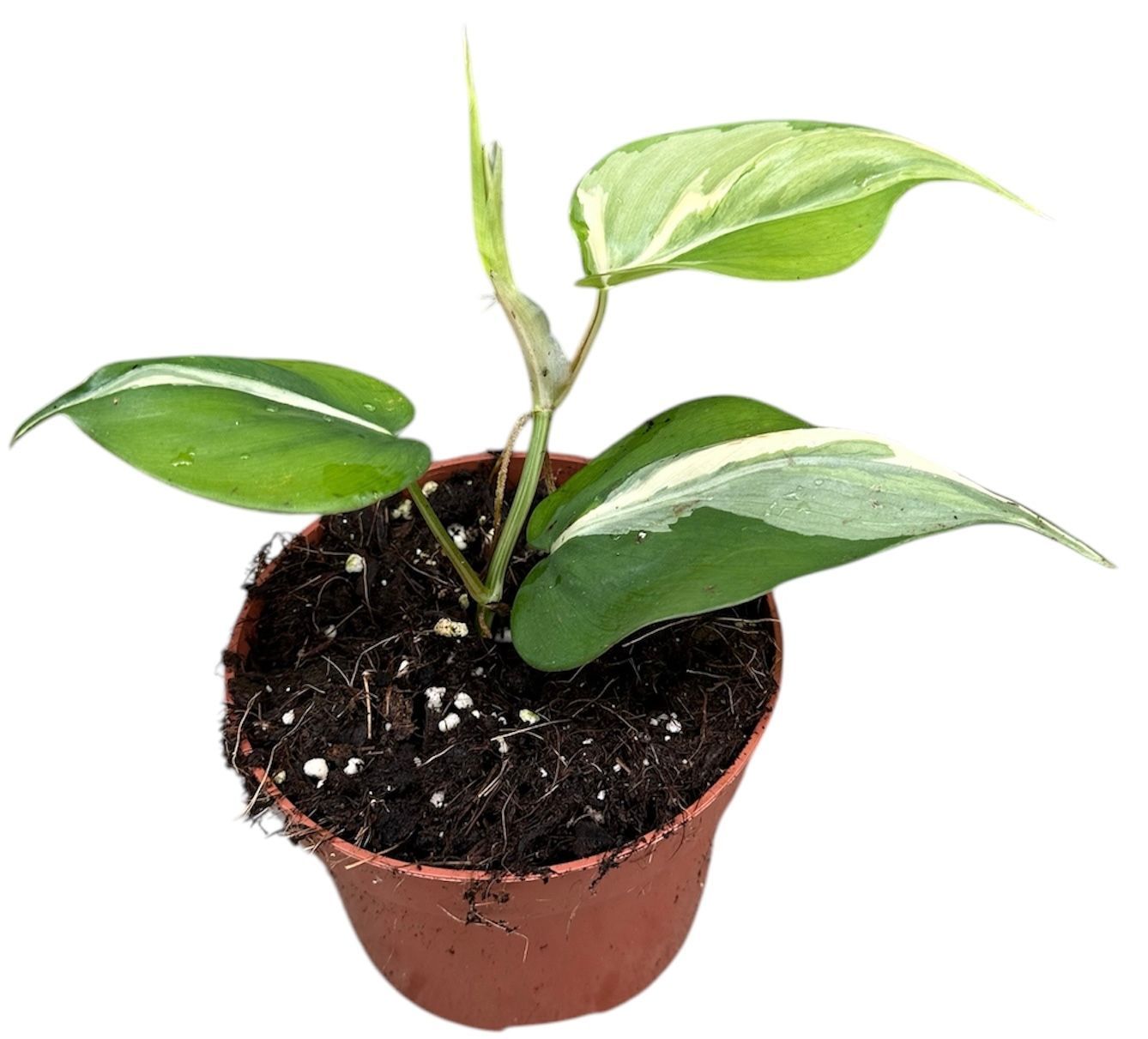 Горшечные цветы и растения оптом Philodendron Rio от 1шт из Голландии с доставкой по России