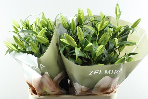 Срезанные цветы оптом Lilium or zelmira от 20шт из Голландии с доставкой по России