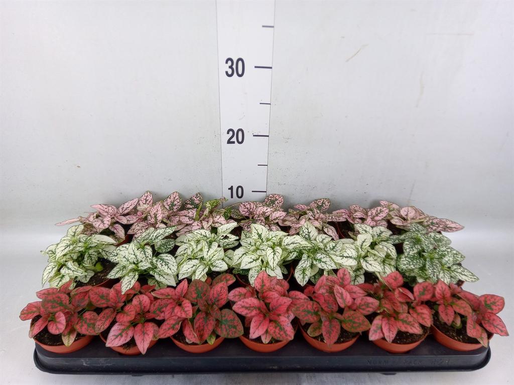 Горшечные цветы и растения оптом Hypoestes Phyllo.   ...mix от 21шт (для телеги) из Голландии с доставкой по России