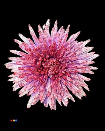 Срезанные цветы оптом Chrys bl paint topspin passion от 60шт из Голландии с доставкой по России